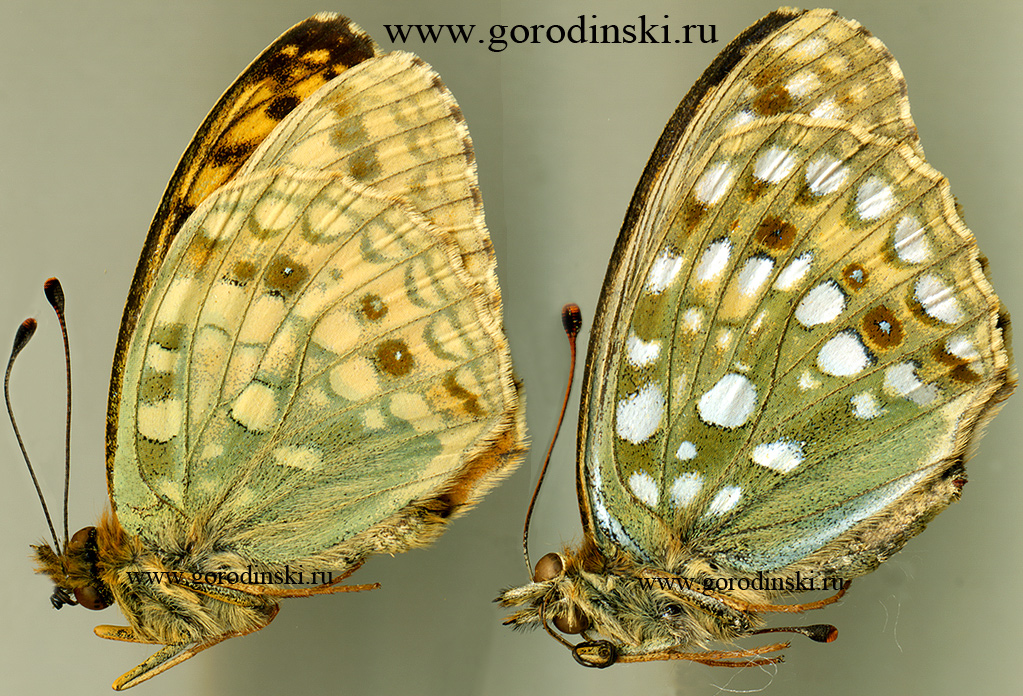 http://www.gorodinski.ru/nymphalidae/Argynnis xipe xipe.jpg